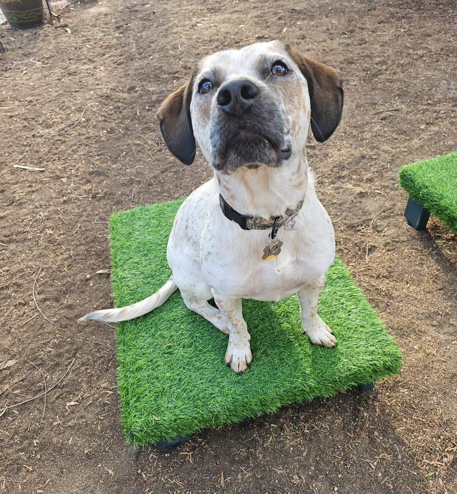 A white dog with brown ears sitting on a turf platform in a fenced yard