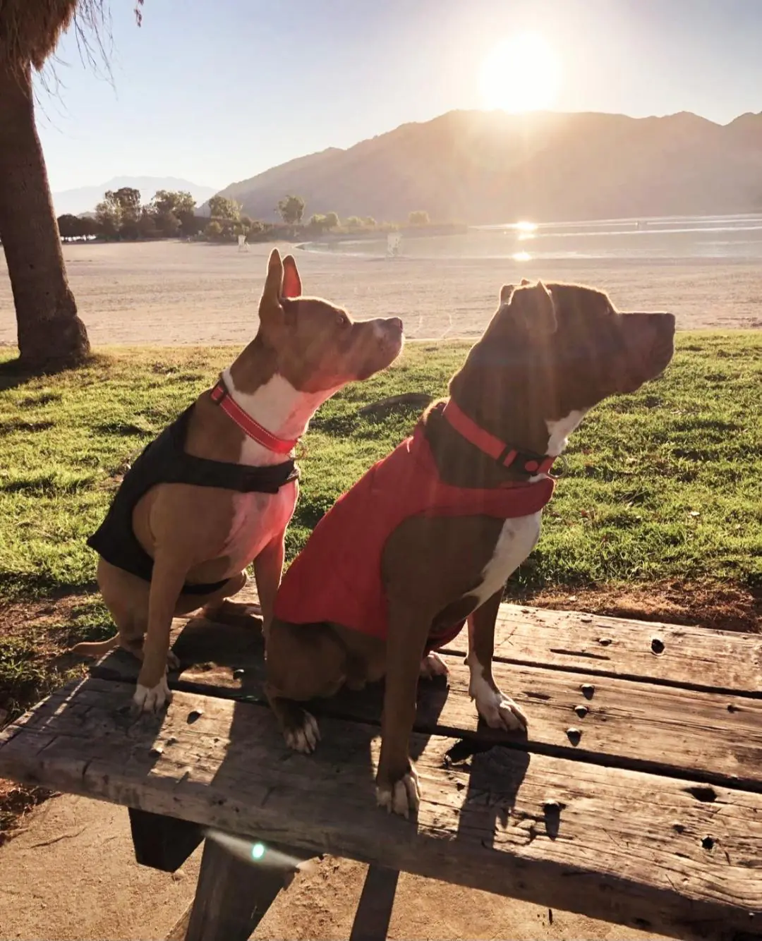 Two dogs sitting on a picnic table by a lake at sunset