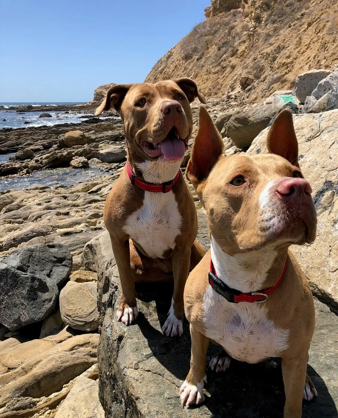 Two brindle-and-white dogs sitting on coastal rocks with the sea behind them