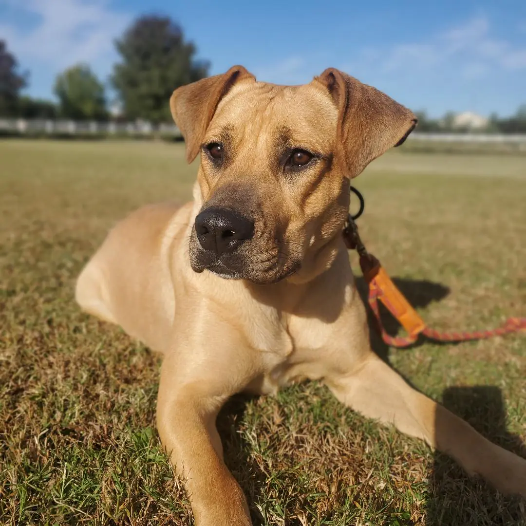 A tan dog lying in a dry field, looking at the camera