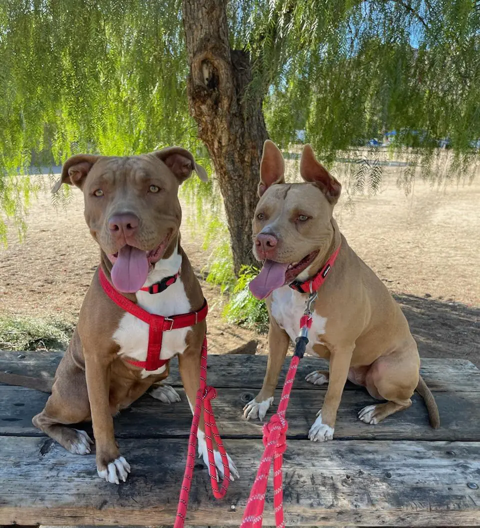 Two brindle-and-white dogs on red leashes sitting under a willow tree